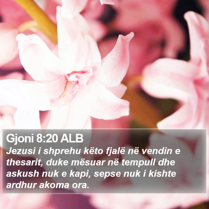 Gjoni 8:20 ALB Bible Study