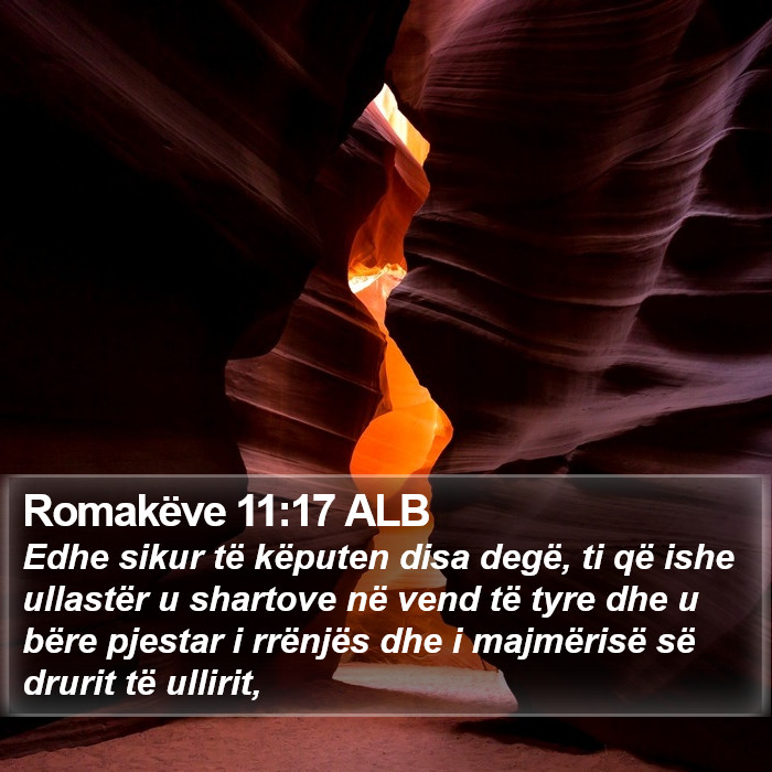 Romakëve 11:17 ALB Bible Study