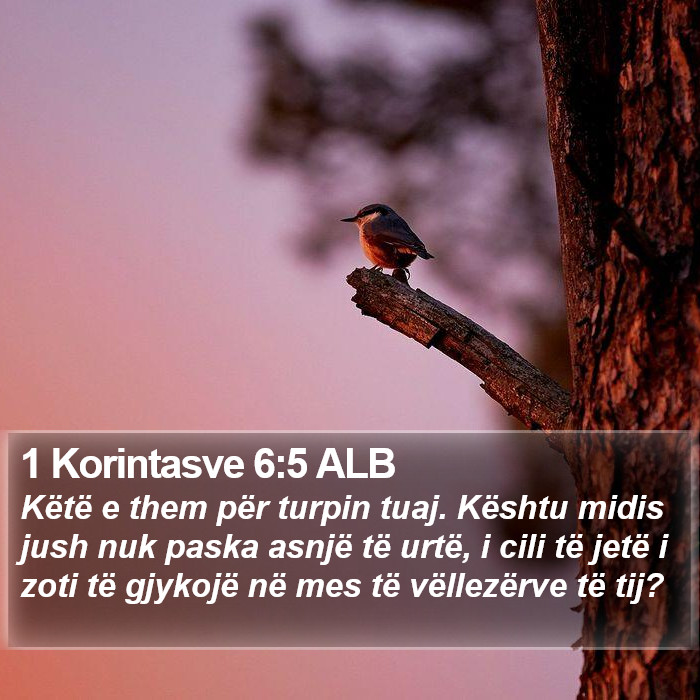 1 Korintasve 6:5 ALB Bible Study