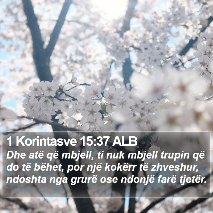 1 Korintasve 15:37 ALB Bible Study